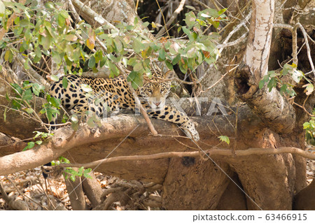 Jaguar from Pantanal, Brazil 63466915