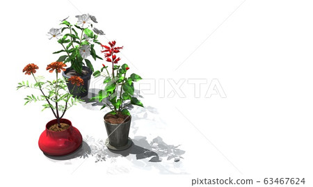 Marigold Salvia Daily Grass Marigold Salvia Daily Grass 63467624