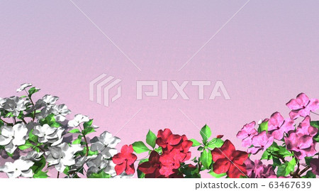 Impatiens 63467639