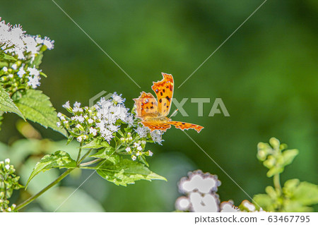 Flowers and Tiger Butterfly 63467795