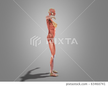 A female body anatomy for books 3d image on grey 63468741