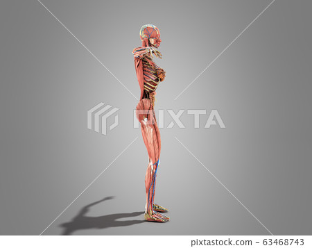 A female body anatomy for books 3d ilustration on 63468743