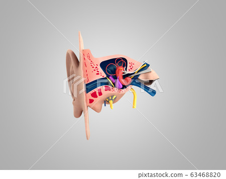 Human ear structure medical educational science 3d Human ear structure medical educational science 3d 63468820