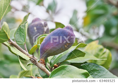 Oitabi水果 63469325