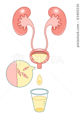 Diagram of ingesting urine cells Diagram of ingesting urine cells 63469330