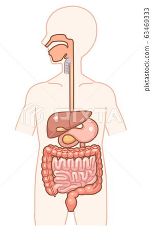 Human digestive system 63469333