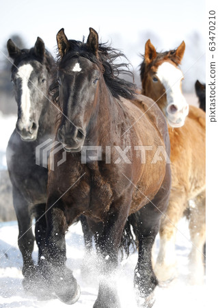 北海道的馬 63470210