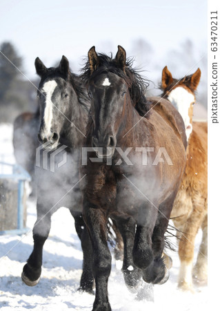北海道的馬 63470211