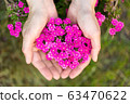 Small pink flowers in female hands 63470622