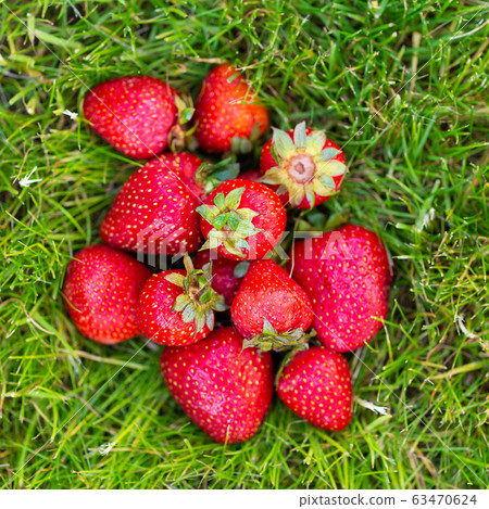 Ripe strawberries lying in green grass Ripe strawberries lying in green grass 63470624