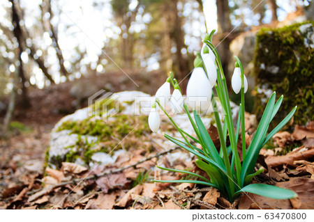 Snowdrop flower in woodland close up, nature Snowdrop flower in woodland close up, nature 63470800
