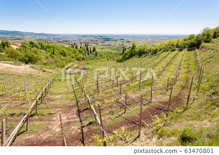 Valpolicella hills landscape, Italian viticulture Valpolicella hills landscape, Italian viticulture 63470801