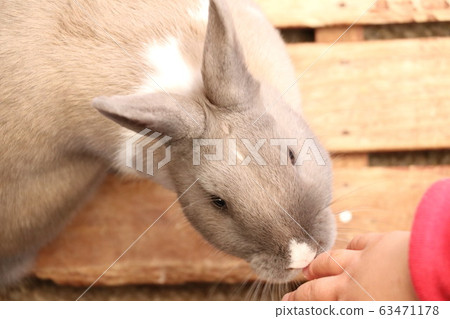 Rabbit Rabbit 63471178