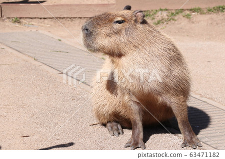 Capybara 63471182