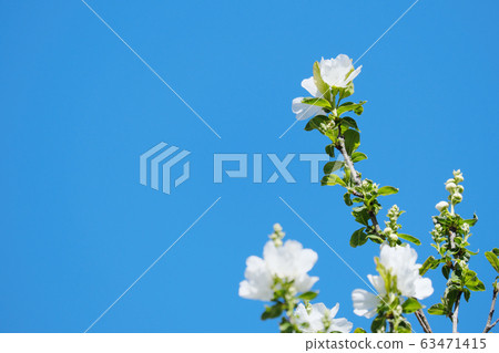 琉球花開向天空 琉球花開向天空 63471415