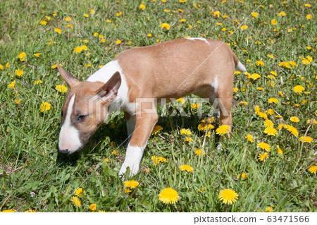 Miniature bull terrier playing on a green meadow. 63471566