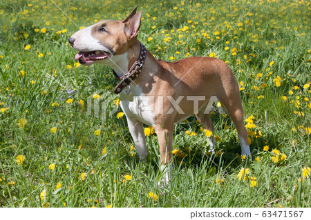 Miniature bull terrier standing on a green meadow. 63471567
