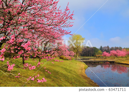 古河綜合公園三月桃子 63471711