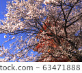 cherry blossom, cherry tree, five-storied pagoda 63471888