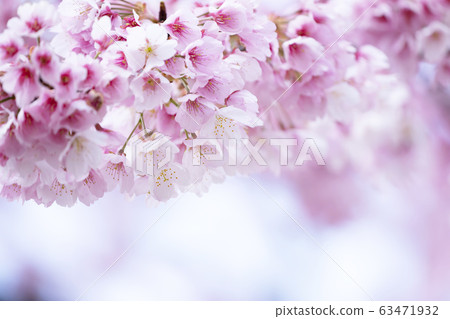 櫻花了 櫻花了 63471932