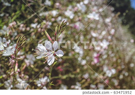 Gaura flower, summer flower Gaura flower, summer flower 63471952