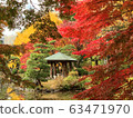 maple, yellow leafe, pond 63471970