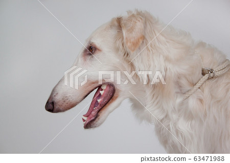 Cute russian hunting sighthound close up. 63471988