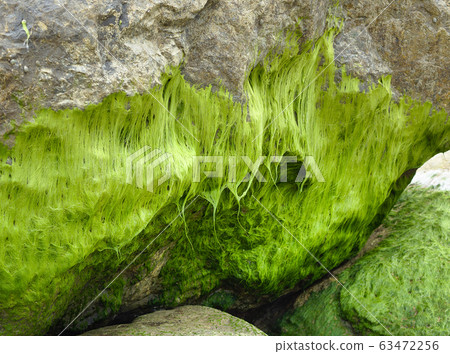 Beautiful green moss covered on the rock at sandy beach. Beautiful green moss covered on the rock at sandy beach. 63472256