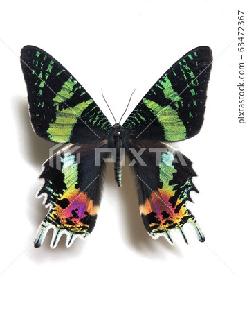 西部燕子Chrysiridia rhipheus 西部燕子Chrysiridia rhipheus 63472367