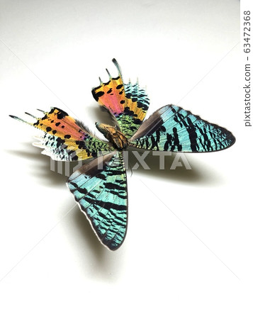 西部燕子Chrysiridia rhipheus 63472368