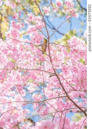 Mejiro / Sakura 63473092