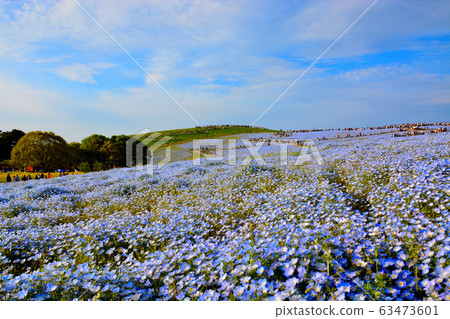 The Blue Harmony of Hitachi Seaside Park, Ibaraki, Nemophila and the Sky The Blue Harmony of Hitachi Seaside Park, Ibaraki, Nemophila and the Sky 63473601