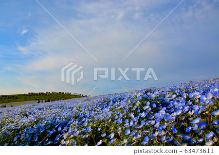 Blue harmony between Hitachi Seaside Park, Ibaraki, Nemophila and the sky (16) 63473611
