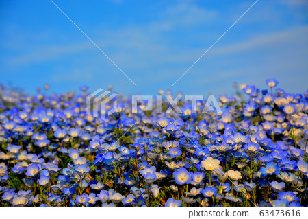 Blue harmony between Hitachi Seaside Park, Ibaraki, Nemophila and the sky (17) Blue harmony between Hitachi Seaside Park, Ibaraki, Nemophila and the sky (17) 63473616