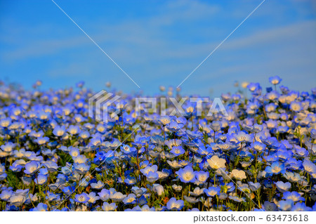 Blue harmony between Hitachi Seaside Park, Ibaraki, Nemophila and the sky (18) Blue harmony between Hitachi Seaside Park, Ibaraki, Nemophila and the sky (18) 63473618