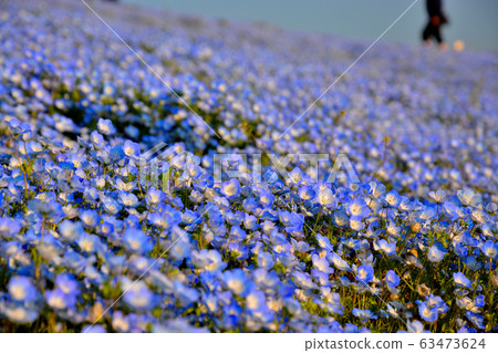 Blue harmony of Hitachi Seaside Park, Ibaraki, Nemophila and the sky (22) Blue harmony of Hitachi Seaside Park, Ibaraki, Nemophila and the sky (22) 63473624