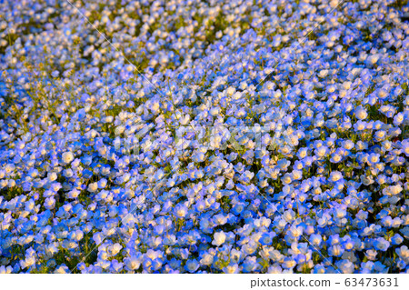 Hitachi Seaside Park, Ibaraki, a lovely nemophila blooming on one side (9) Hitachi Seaside Park, Ibaraki, a lovely nemophila blooming on one side (9) 63473631