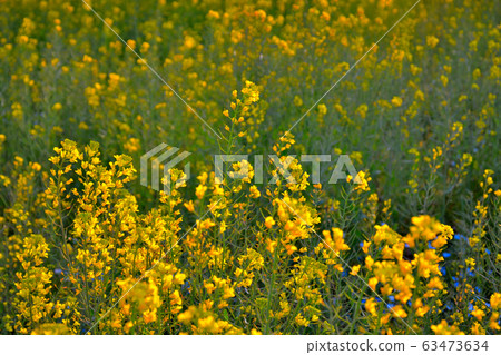 Rape blossoms that can be enjoyed at the same time as Hitachi Seaside Park, Ibaraki, and the popular Nemophila Rape blossoms that can be enjoyed at the same time as Hitachi Seaside Park, Ibaraki, and the popular Nemophila 63473634