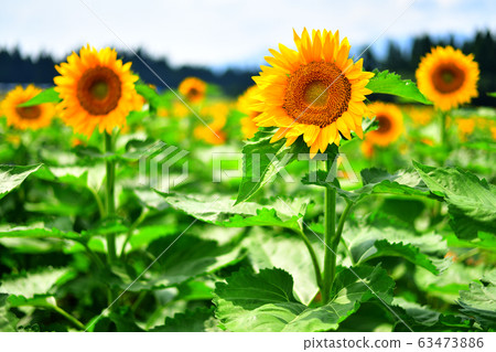 sunflower	 63473886