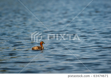 little grebe or Tachybaptus ruficollis in clean blue water of keoladeo national park or bharatpur bird sanctuary, rajasthan, india little grebe or Tachybaptus ruficollis in clean blue water of keoladeo national park or bharatpur bird sanctuary, rajasthan, india 63474671