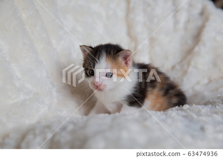 一隻小貓 一隻小貓 63474936