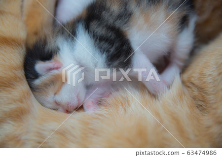 一隻小貓 63474986