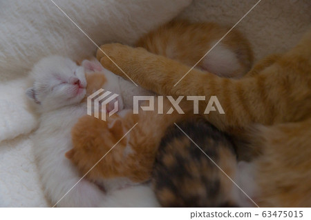 一隻小貓 一隻小貓 63475015