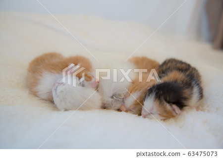 Kittens Photo Kittens Photo 63475073