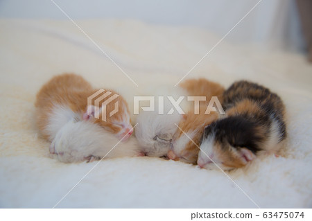 Kittens Photo Kittens Photo 63475074