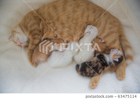 Kittens Photo 63475114