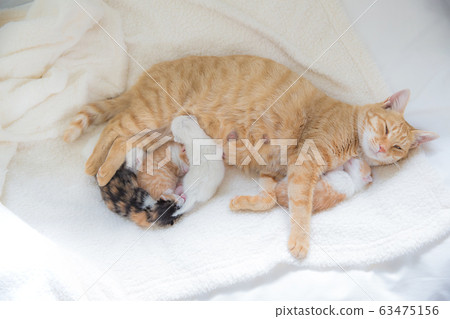 Cat family (kitten pictures) 63475156