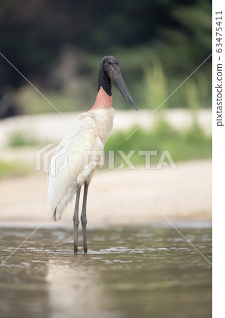 Close up of Jabiru standing in water 63475411