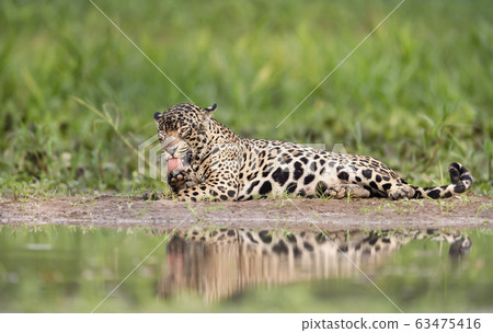 Close up of a Jaguar licking its paw 63475416