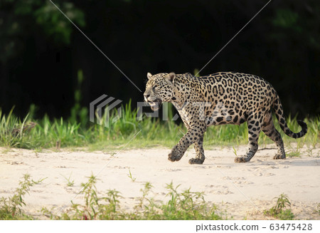 Jaguar walking on sand along the river bank 63475428